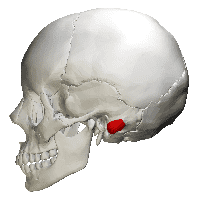 Skull showing location of mastoid bone marked in red
