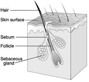 HairFollicle