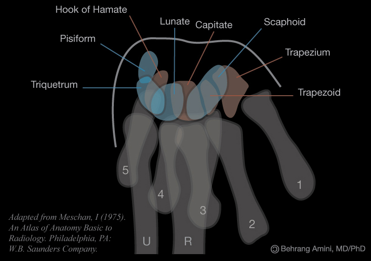 CE4RT Radiographic Positioning of the Wrist for Xray Technologists