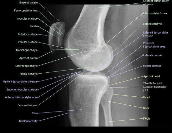 Knee Lateral