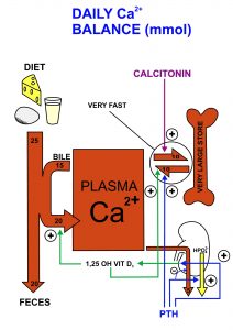calcium regulating hormones in humans