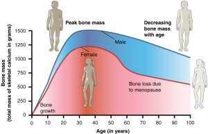 calcium regulating hormones in humans peak bone mass