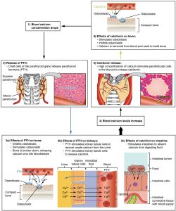 calcium regulating hormones in humans PTH