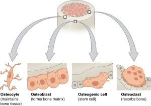 bone biology review