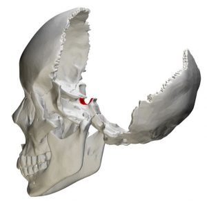 Location of the sella turcica in the skull