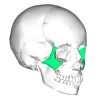 Zygomatic Arch - X-ray Tech Positioning Guide