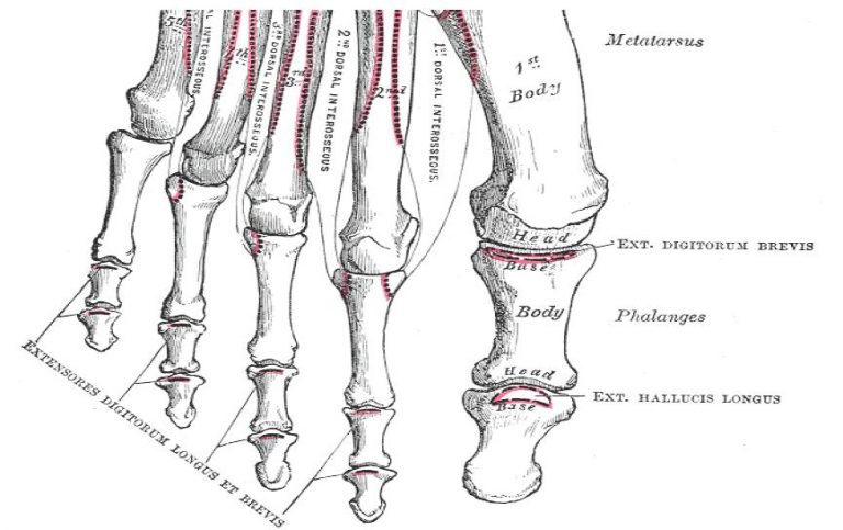 radiography-continuing-education-ce-credits