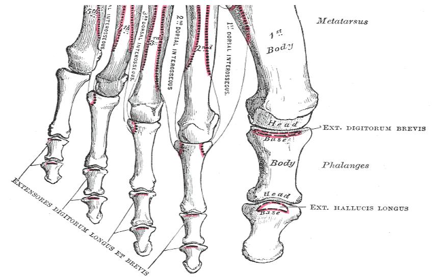 toe bones