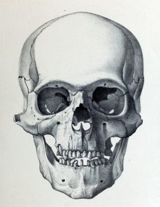 Skull